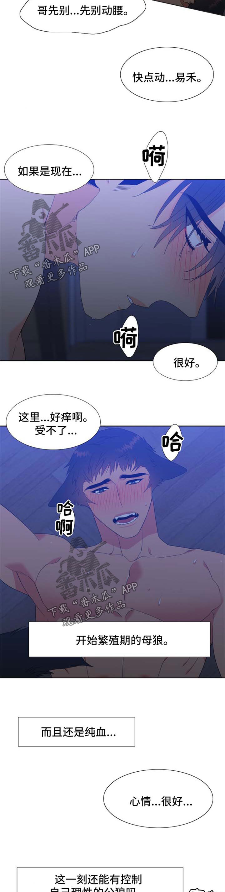 【狼的香气】漫画-（第160章【第二季】繁殖期的母狼）章节漫画下拉式图片-第6张图片