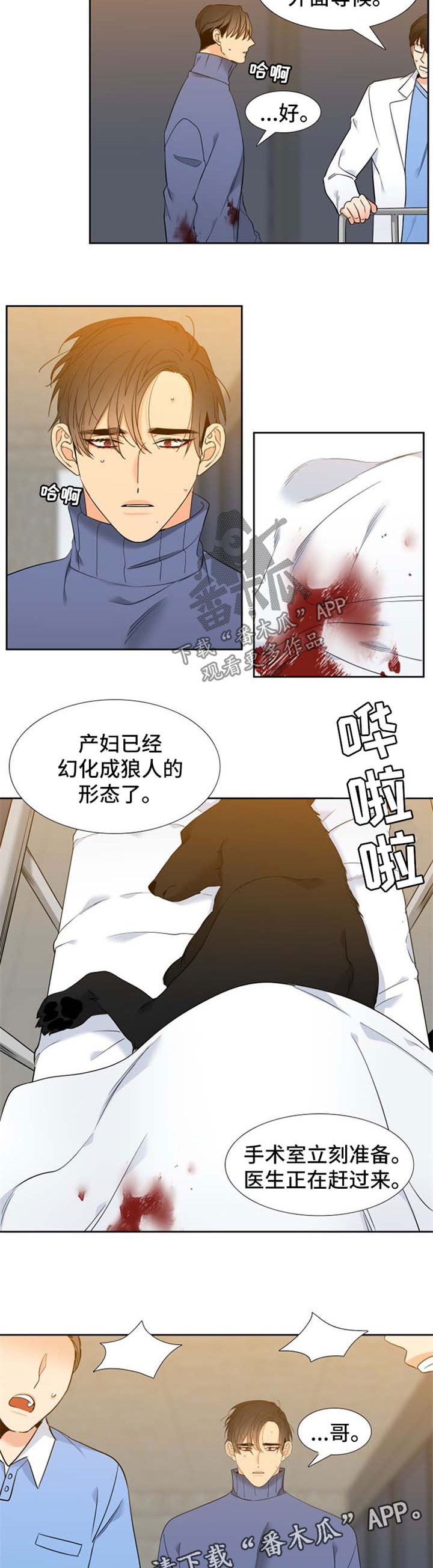 【狼的香气】漫画-（第205章【第二季】生产）章节漫画下拉式图片-第4张图片