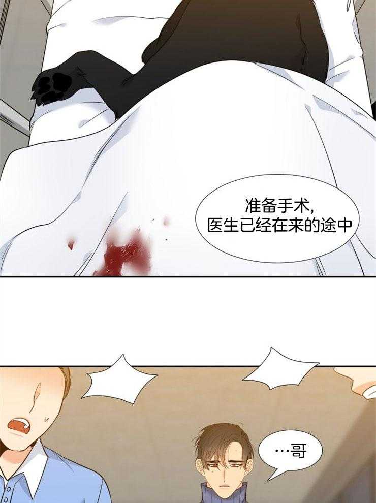 【狼的香气】漫画-（第197话_你不是爱他么）章节漫画下拉式图片-第5张图片